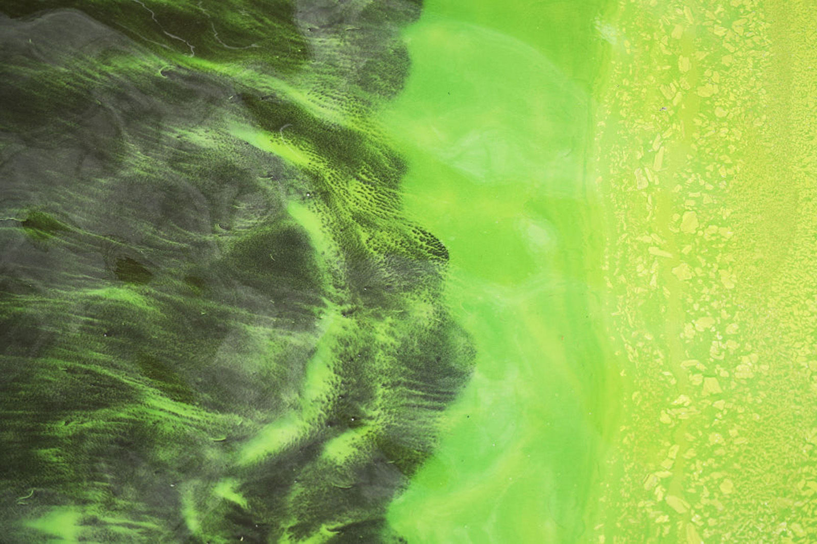 Is climate change making these toxic blooms more common?